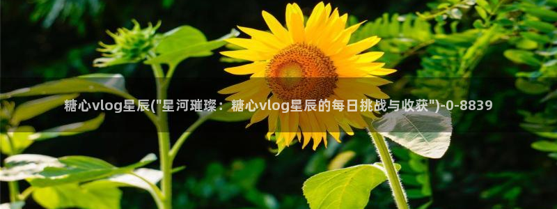 糖心vlog视频